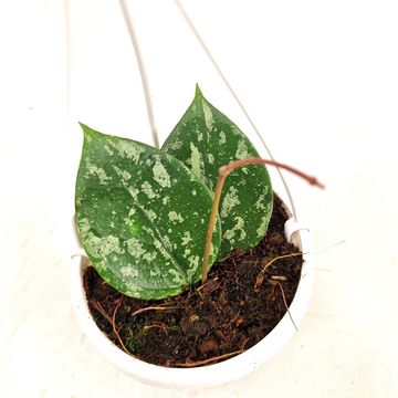 Hoya verticillata 'Nganjuk Splash'