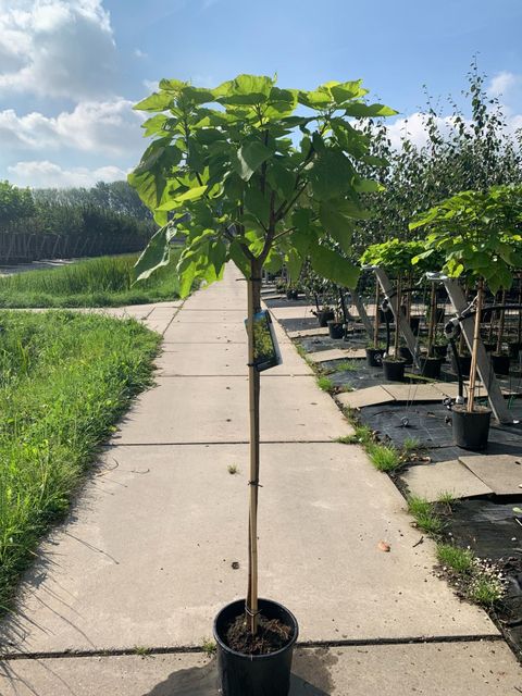 Catalpa bignonioides 'Aurea'
