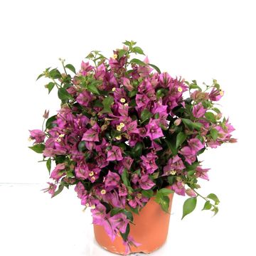 Bougainvillea 'Alexandra'