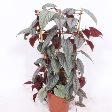 Cissus discolor FLORAMAGIC VIOLET VINE