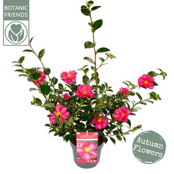 Camellia sasanqua 'Red Premium'
