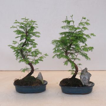 Metasequoia glyptostroboides