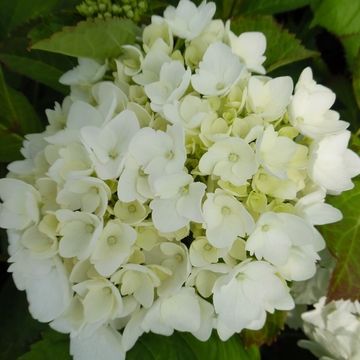 Hydrangea macrophylla 'Soeur Thérèse'