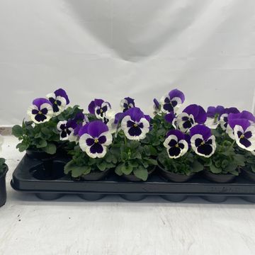 Viola x wittrockiana DELTA F1 VIOLET AND WHITE