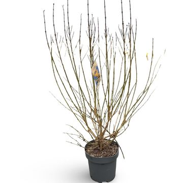 Forsythia x intermedia WEEK-END