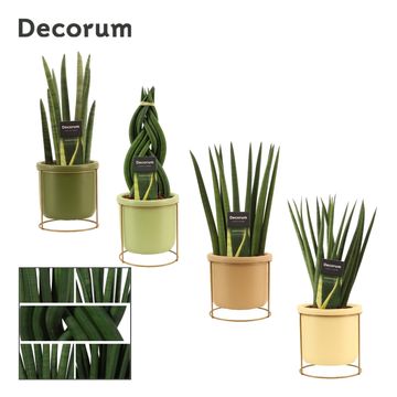 Sansevieria cylindrica MIX