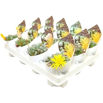 Fenestraria aurantiaca