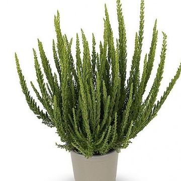 Calluna vulgaris GARDEN GIRLS ZELIA