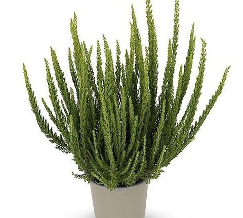 Calluna vulgaris GARDEN GIRLS ZELIA