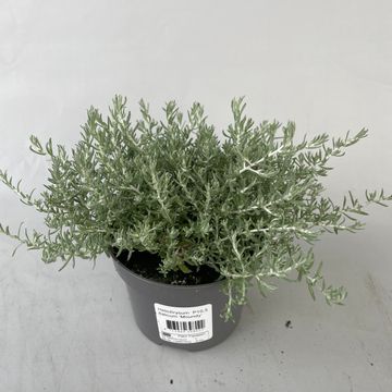 Helichrysum SILVIO MOUNDY