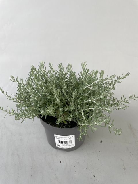 Helichrysum SILVIO MOUNDY