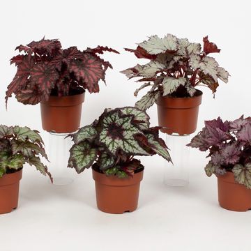 Begonia REX MIX