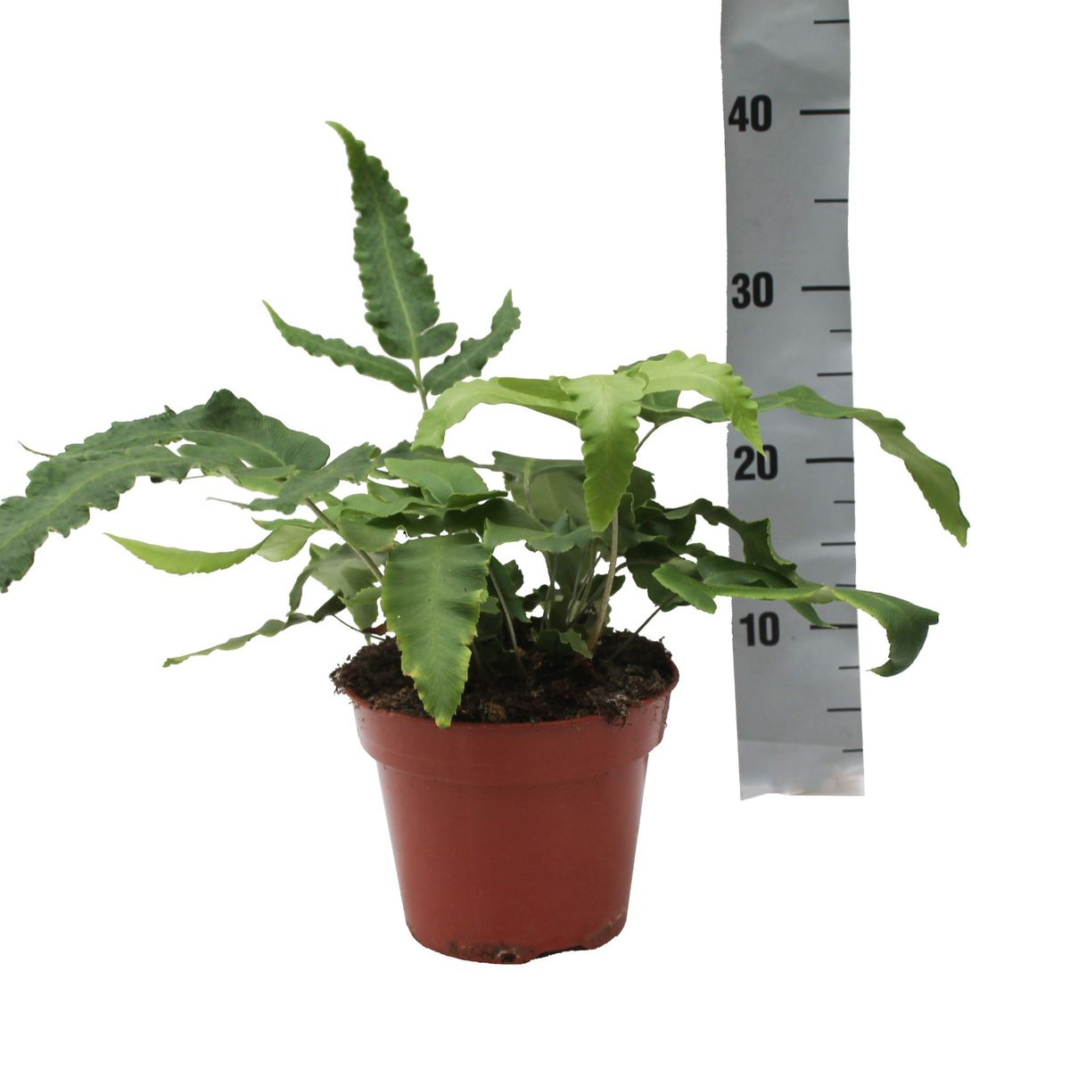 Dryopteris sieboldii — Plant Wholesale FlorAccess