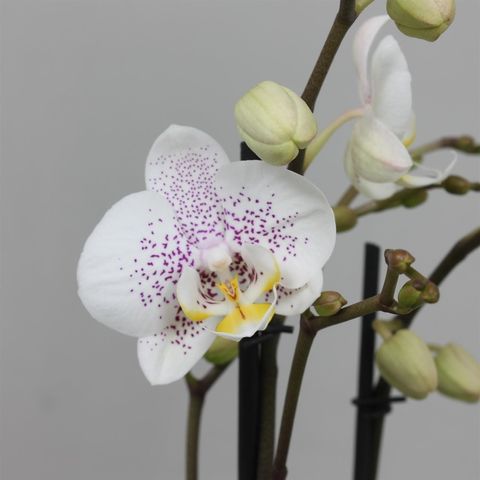 Phalaenopsis ANTHURA OSLO