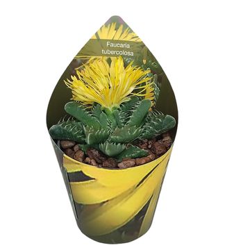 Faucaria tuberculosa