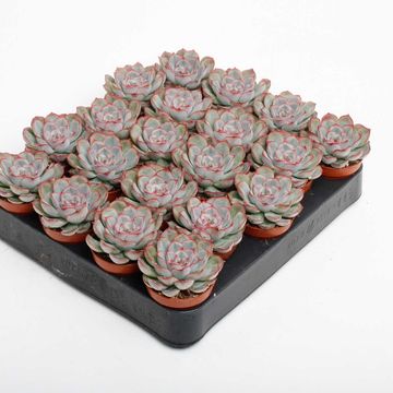Echeveria 'Pelusida'