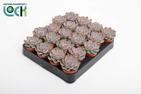 Echeveria 'Pelusida'