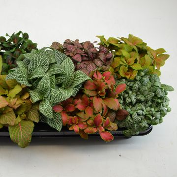 Fittonia MIX