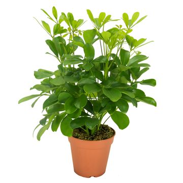 Schefflera arboricola 'Nora'