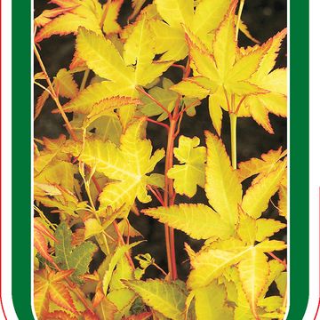 Acer palmatum 'Aureum'