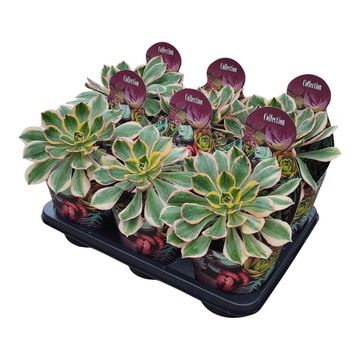 Aeonium arboreum 'Sunburst'