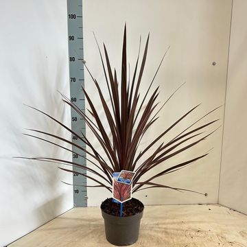 Cordyline australis 'Red Star'