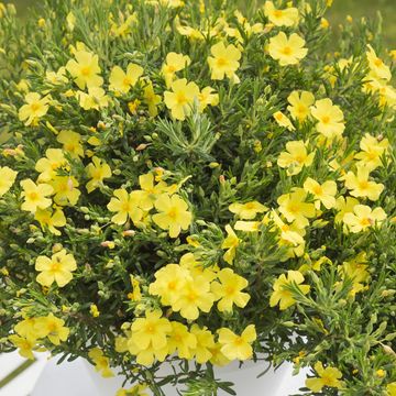 Halimium 'April Sun'