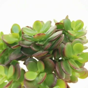 Crassula portulacea