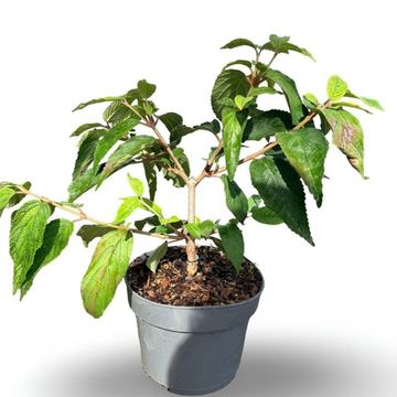 Viburnum plicatum 'Mariesii'