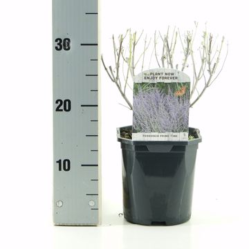 Perovskia atriplicifolia PRIME TIME