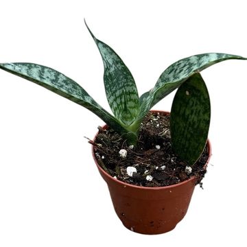 Sansevieria 'Everest'
