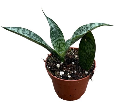 Sansevieria 'Everest'