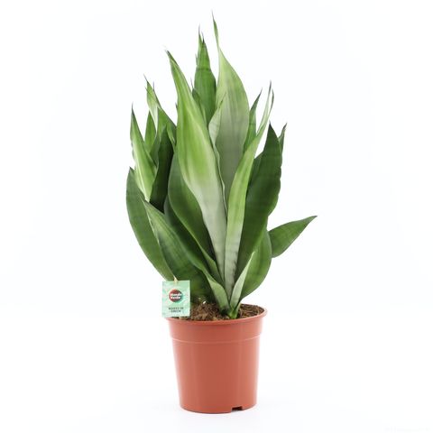 Sansevieria trifasciata 'Moonshine'