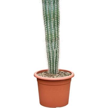 Pachycereus pringlei