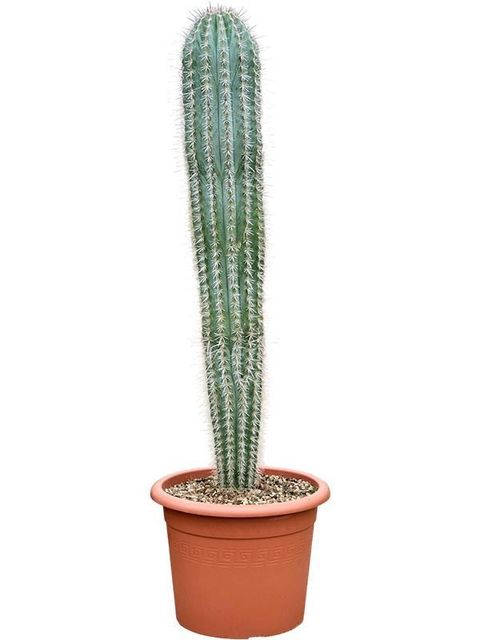 Pachycereus pringlei