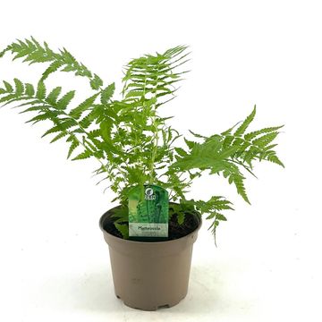 Matteuccia struthiopteris