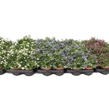 Lobelia RICHARDII MIX