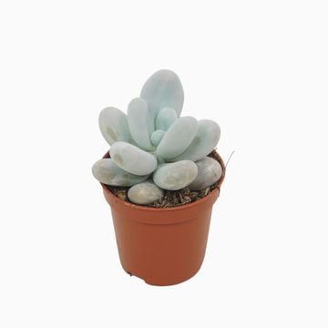 Pachyphytum oviferum