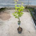Acer palmatum 'Summer Gold'