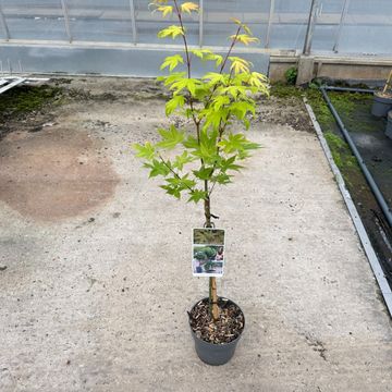Acer palmatum 'Summer Gold'