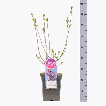 Syringa x chinensis 'Lilac Sunday'