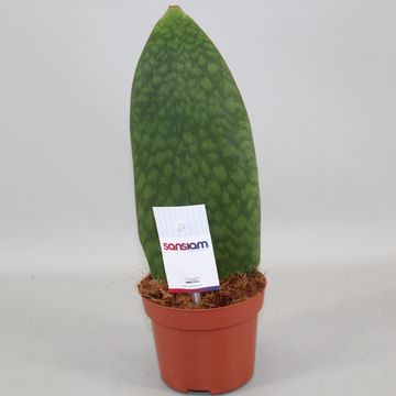 Sansevieria masoniana VICTORIA