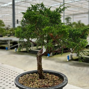 Juniperus chinensis