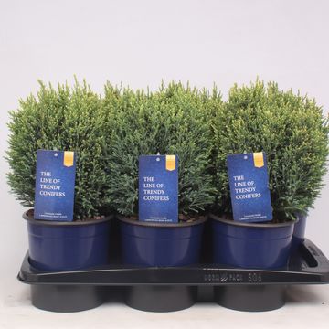 Chamaecyparis lawsoniana 'Snow White'