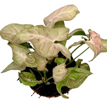 Syngonium 'Pink Spot'