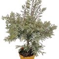 Eucalyptus gunnii FRANCE BLEU