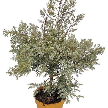 Eucalyptus gunnii FRANCE BLEU