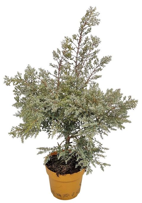 Eucalyptus gunnii FRANCE BLEU