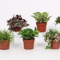 Plantas o interior MIX