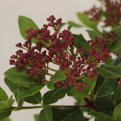 Viburnum tinus 'Gwenllian'